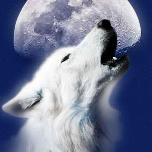 Meet your Posher, Pedro